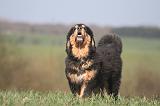 DOGUE DU TIBET 538